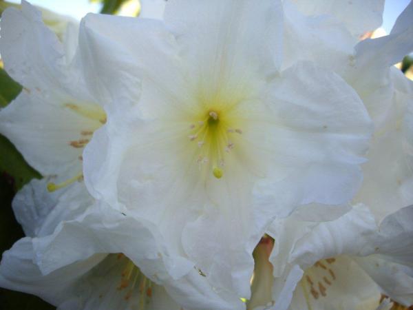 <strong>Rhododendron Hybr. 'Continental Polarbear</strong>