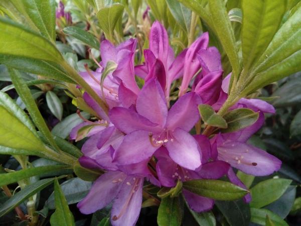 <strong>Rhododendron 'Govenianum</strong>