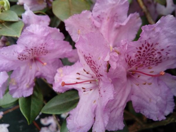 <strong>Rhododendron saluenense 'Lavendula'</strong>