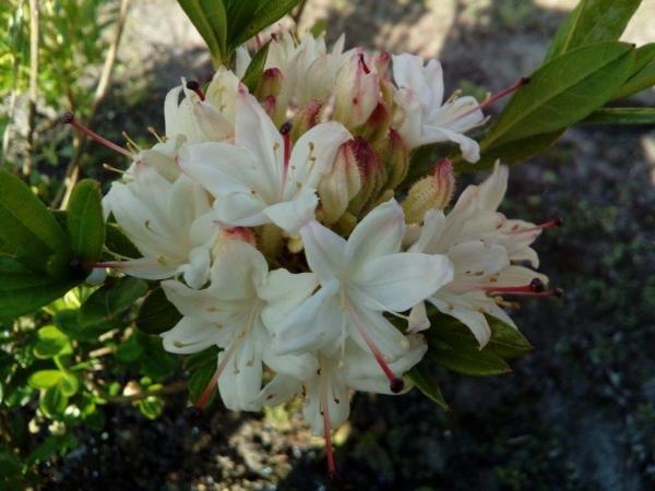 <strong>Rhododendron arborcescens</strong>