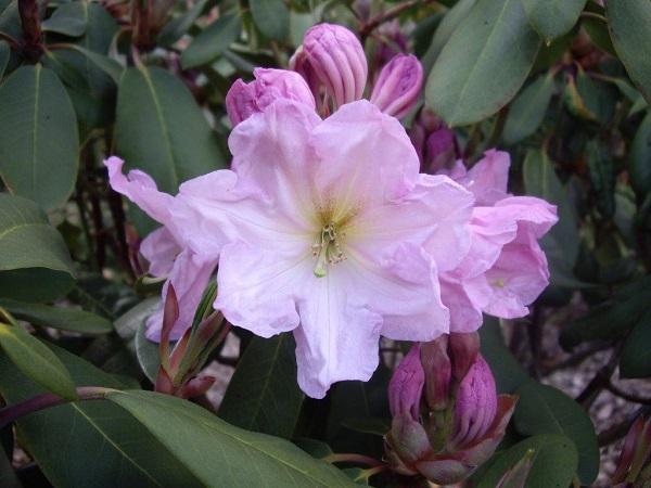 <strong>Rhododendron decorum</strong>