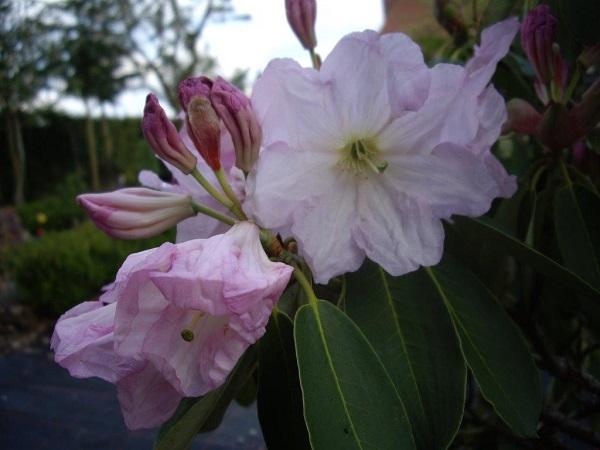 <strong>Rhododendron fortunei</strong>