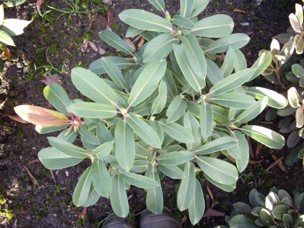 <strong>Rhododendron houlstonii</strong>