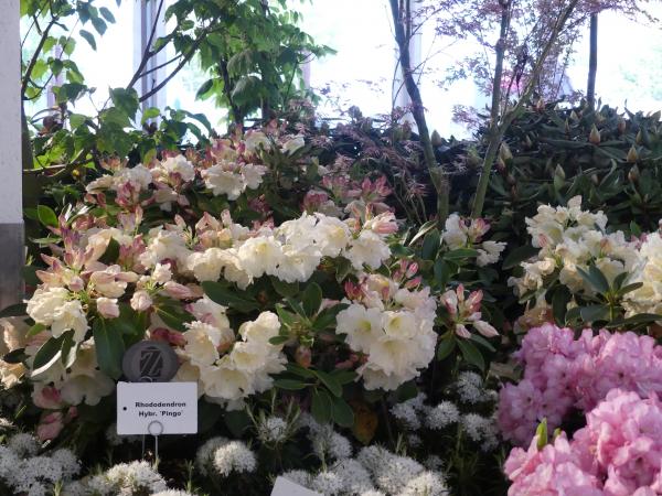 <strong>Rhododendron Hybr. 'Pingo'</strong>