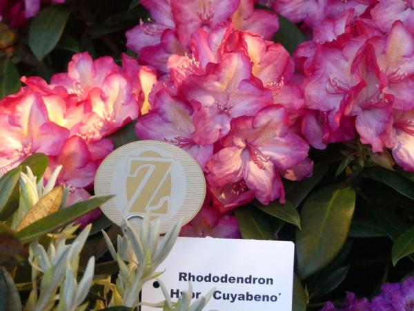 <strong>Rhododendron Hybr. 'Cuyabeno'</strong>
