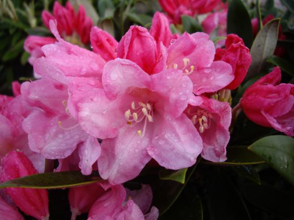 <strong>Rhododendron yak. 'Taroko'</strong>